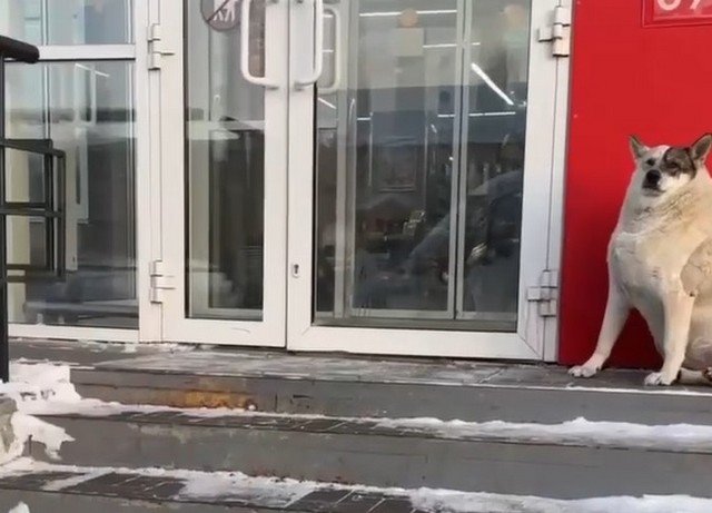 Бездомный пес из ХМАО отъелся до серьезной проблемы