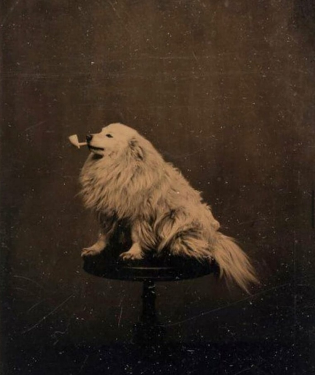 Собачка с трубкой, 1875 год