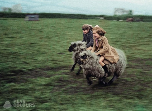 Две девочки катаются на овцах в Корнуолле (Великобритания), 1969 год.