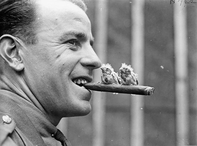 Британский офицер позирует с сигарой и канарейками, 1918 год