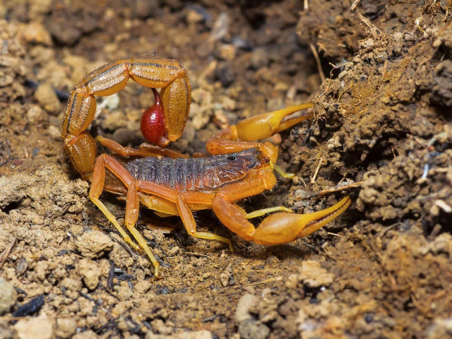 Индийский красный скорпион