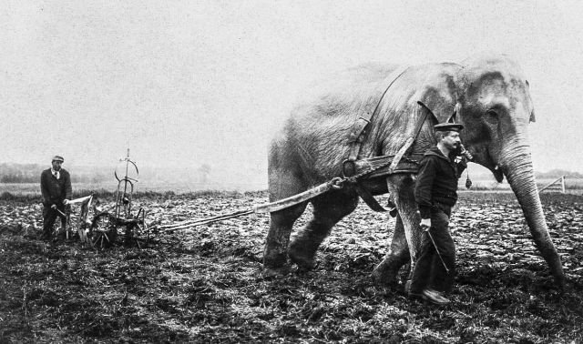 Слона из бельгийского зоопарка заставляют работать на ферме во время Первой мировой войны, 1915 год.