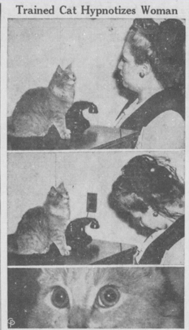 Кошка Паффи, которой приписывали введение более 300 человек в гипнотический транс своими огромными немигающими глазами, 1944 год.