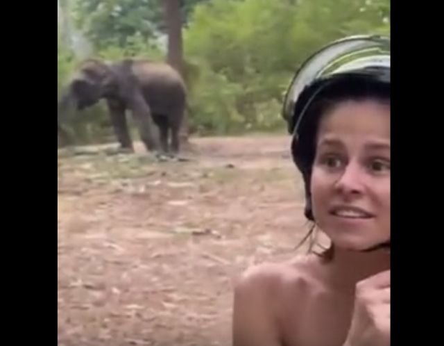 девушка и слон