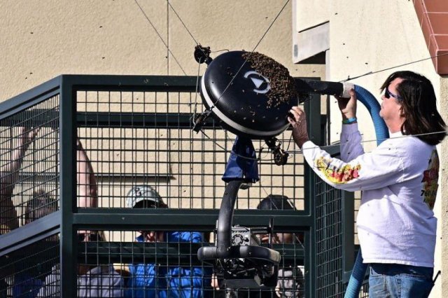 Рой пчел остановил теннисный турнир в Индиан-Уээлисе: Карлос Алькарас бежал с корта (2 фото + видео)