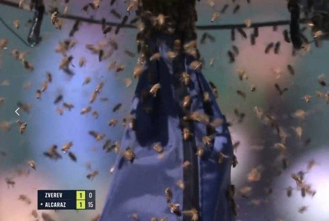 Рой пчел остановил теннисный турнир в Индиан-Уээлисе: Карлос Алькарас бежал с корта