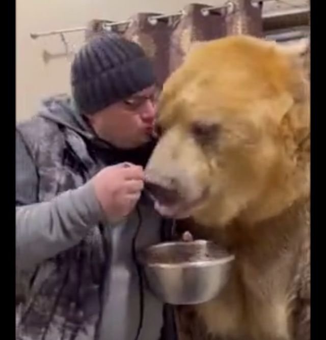 медведь ест кашу
