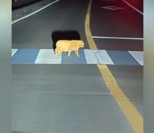 кот на дороге