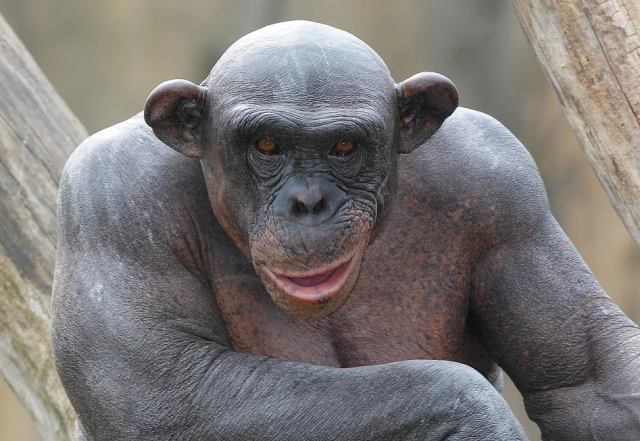Полностью лысый шимпанзе