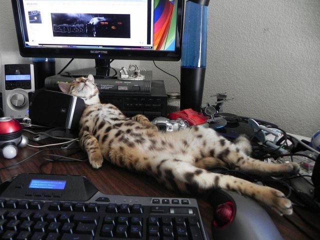 коты и компьютеры