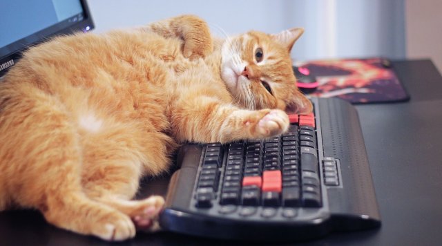 коты и компьютеры