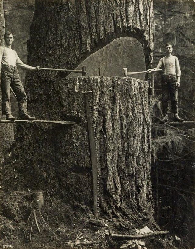 Два лесоруба и большое дерево, Тихоокеанский Северо-запад, 1915 год.