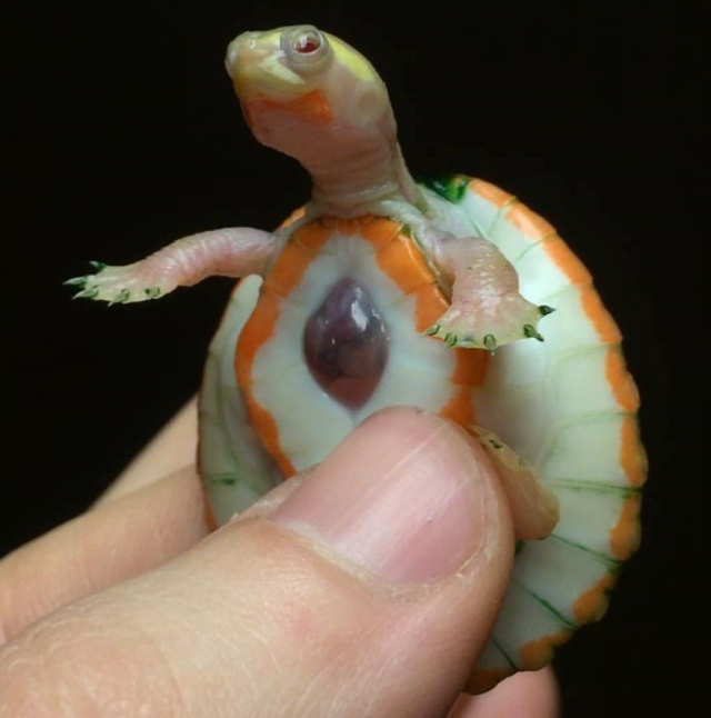 Черепаха-альбинос, родившаяся с открытым сердцем