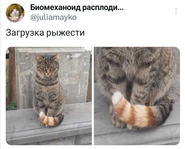 Подборка забавных твитов обо всем