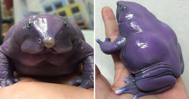 Пурпурная носатая лягушка