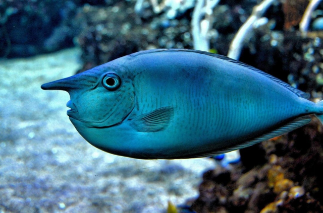 Коротконосая рыба-единорог