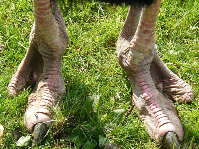 Ужасающие ноги страуса