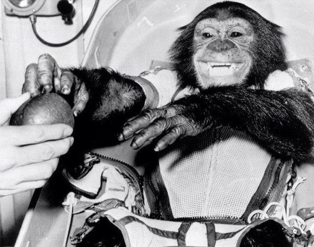 Астронавт шимпанзе получает яблоко после первого успешного полета в космос, США, 1961 год.