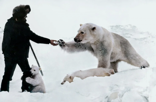 Советский полярник кормит белого медведя сгущенкой, 1950 год