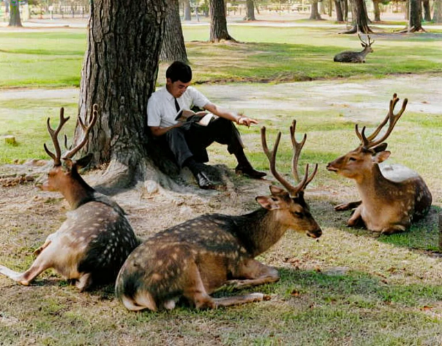 Японский студент читает книгу в парке в 1960 году в окружении оленей