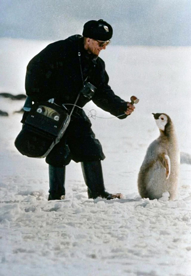 Пингвин, &quot;дающий&quot; интервью московскому корреспонденту, Антарктида, 1966-й год