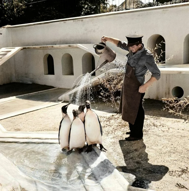 Смотритель зоопарка освежает пингвинов в жару