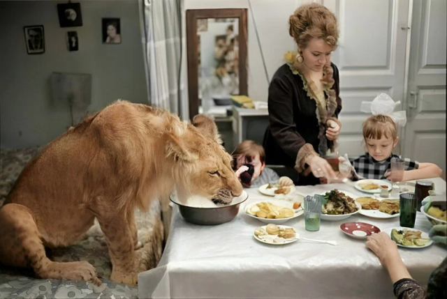 Азербайджанская ССР. Домашний лев &quot;Кинг&quot; за обеденным столом вместе со всей семьей Берберовых, 1971 год