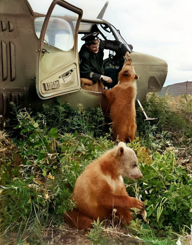 Медвежата у вepтoлета. Камчатская область, 1962 год
