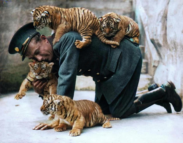 Смотритель Уипснейдского зоопарка и тигрята, Англия, 1937 год