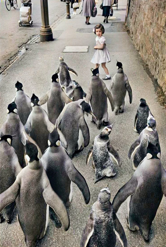 Пингвины на прогулке, 1950 год