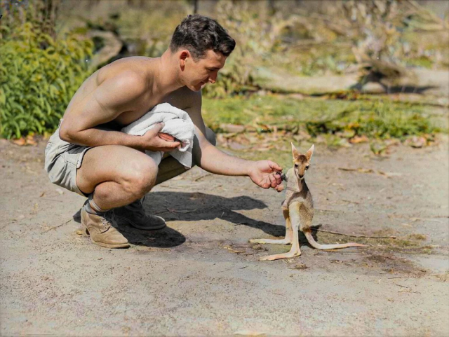 Американский солдат и его маленький ручной кенгуру, Австралия, 1942 год