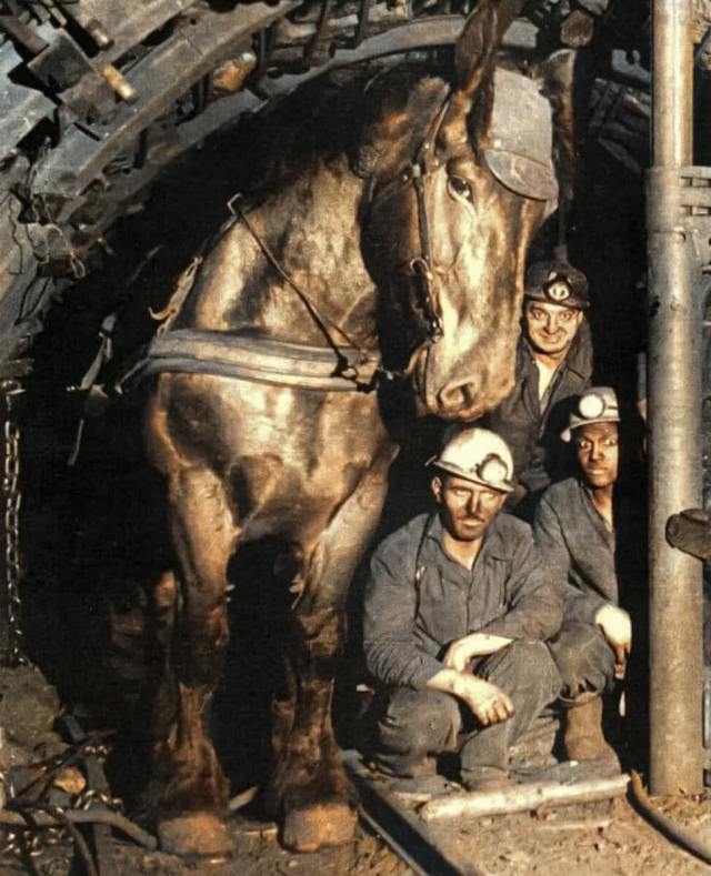 Шахтёры с их рабочей лошадью в забое. Франция, 1970 год