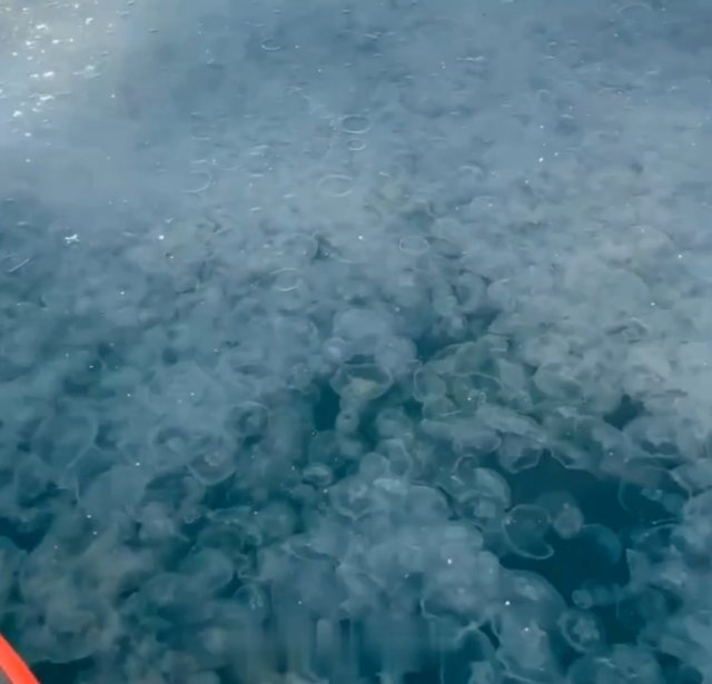 Нашествие медуз в Анапе испортило отдых туристам