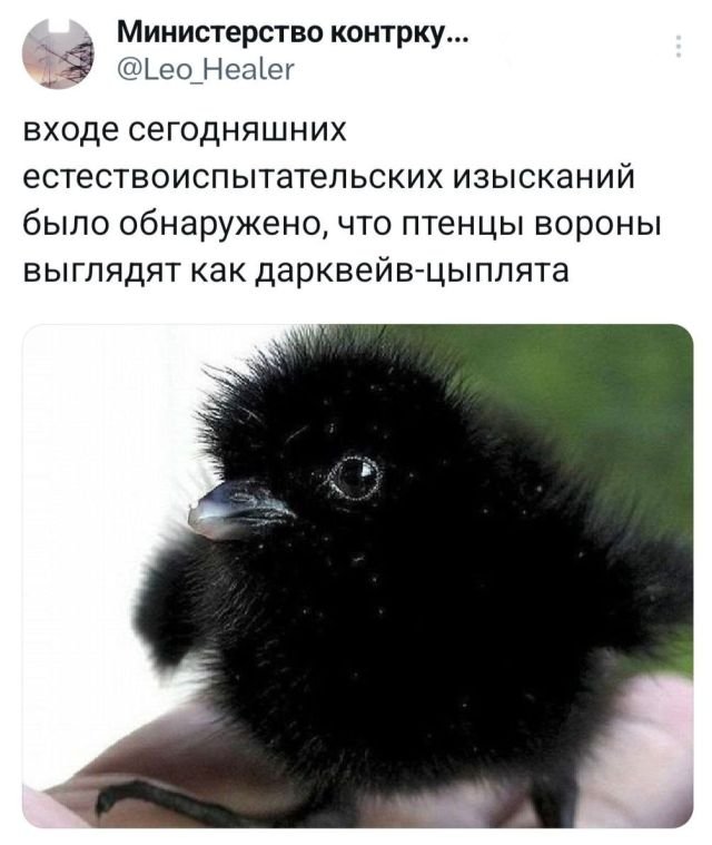 Подборка забавных твитов обо всем
