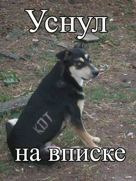 Смешные картинки и рисунки - 31.05.2024
