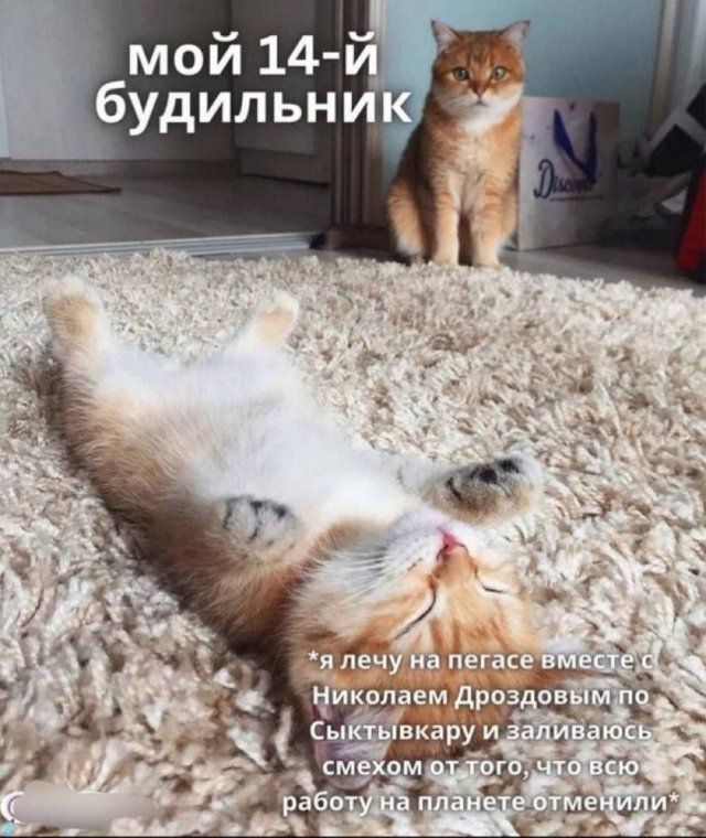 Смешные мемы - 23.07.2024