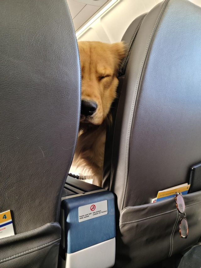 Самый приятный сосед в самолёте