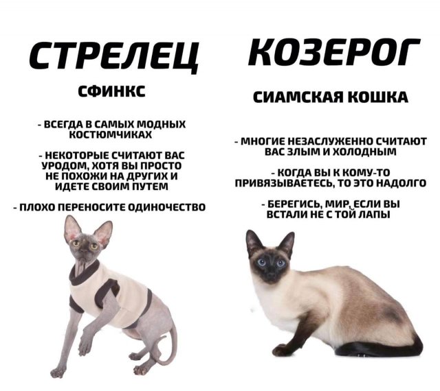 Астрологи рассказали, какой вы кот по знаку зодиака