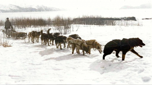 Доставка почты на собаках, Аляска, США, 1910 год. Доставка почты на собаках, Аляска, США, 1910 год.