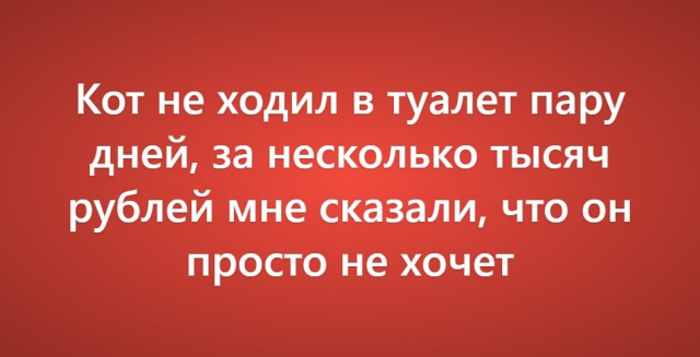 Пользователи рассказали о своих самых нелепых поездках к ветеринару