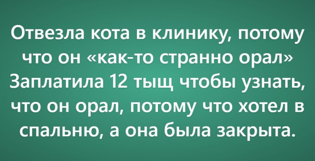 Пользователи рассказали о своих самых нелепых поездках к ветеринару