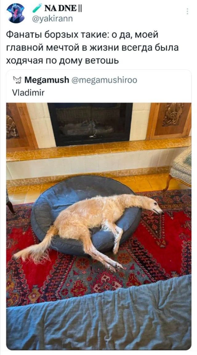 Подборка забавных твитов обо всем