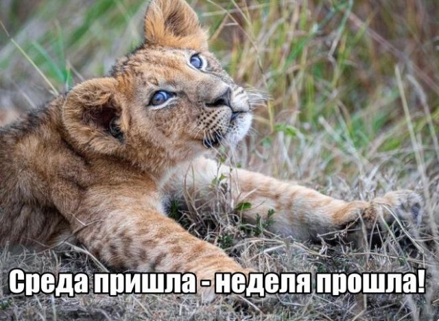 Трынделка - 16.10.2024