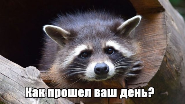 Трынделка - 05.11.2024
