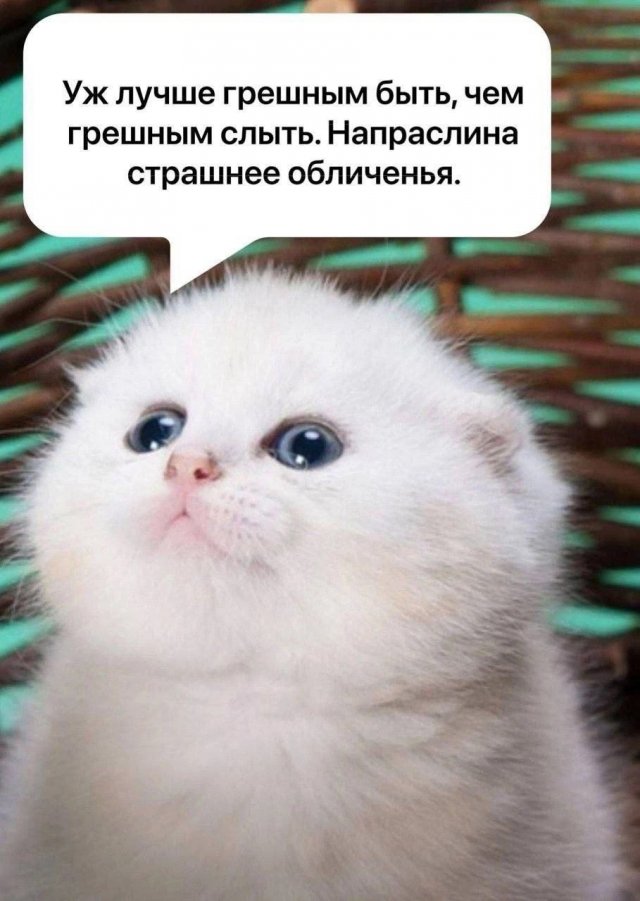 Смешные мемы - 11.11.2024
