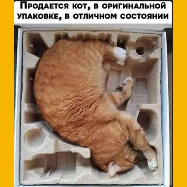Лучшие шутки и мемы из Сети - 24.12.2024