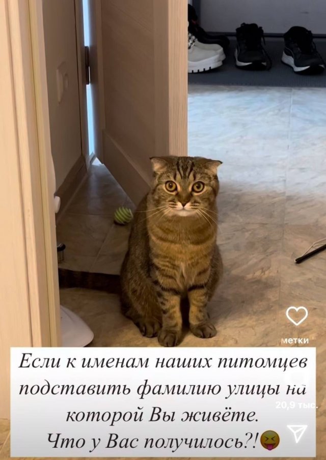 Флешмоб в соцсетях: добавьте к кличке кота название улицы, на которой вы живете (4 фото)