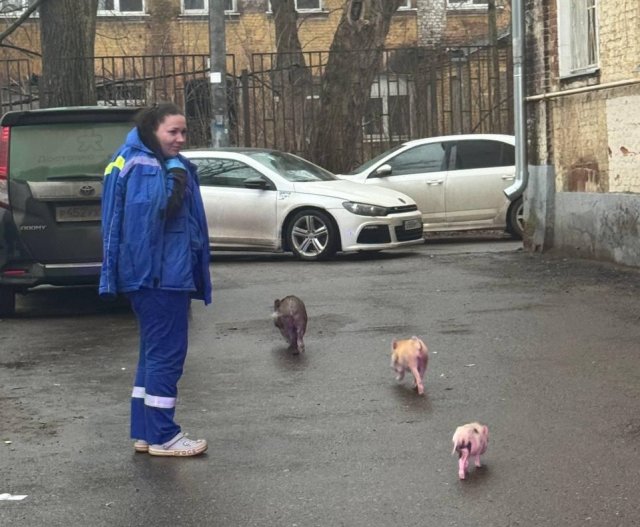 В Подмосковье из горящей квартиры спасли семейство мини-пигов (2 фото + 2 видео)