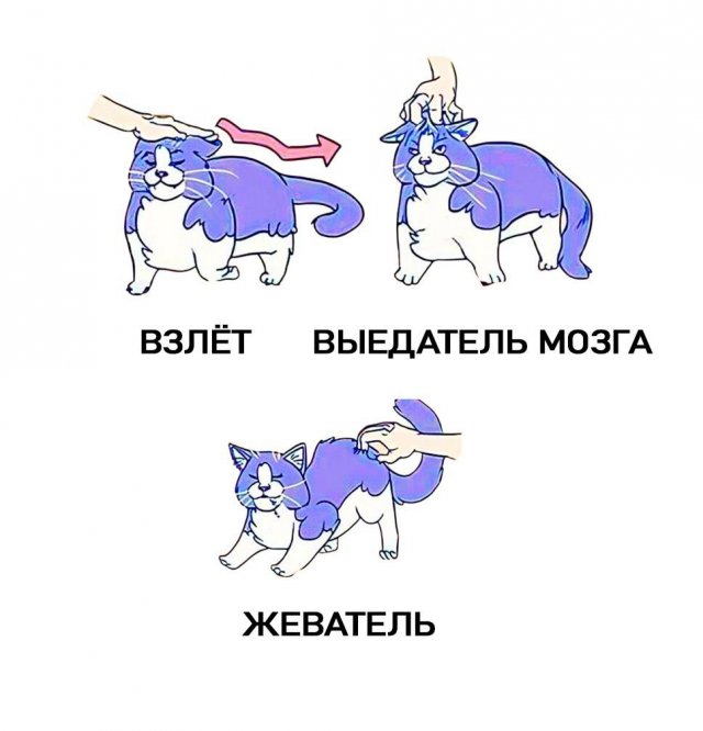 Инструкция: 12 способов погладить кота