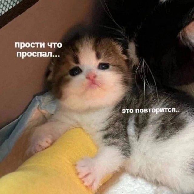 Смешные картинки - 27.02.2025